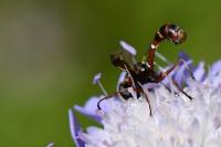 Physocephala vittata