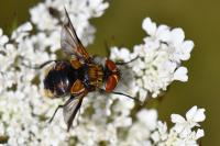 Ectophasia crassipennis