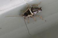 Planuncus vinzi