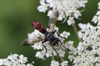 Cylindromyia bicolor
