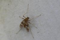 Psectrotanypus varius