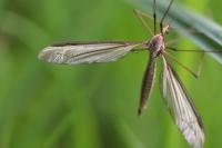 Tipula paludosa