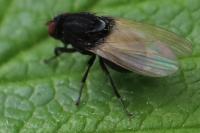 Minettia longipennis