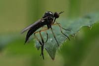 Empis nigritarsis