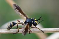 Physocephala rufipes