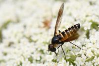 Lomatia lateralis