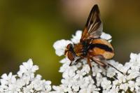 Ectophasia crassipennis