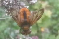 Ectophasia crassipennis