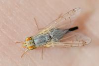 Acanthiophilus helianthi