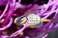 Terellia longicauda