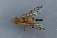 Myopites apicatus