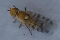Myopites apicatus
