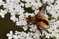 Ectophasia crassipennis