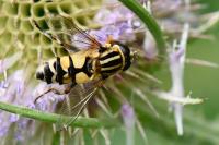 Helophilus trivittatus