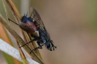 Eriothrix rufomaculata