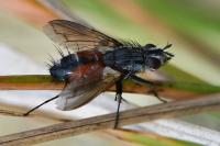 Eriothrix rufomaculata