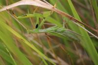 Mantis religiosa