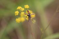 Cylindromyia