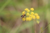 Cylindromyia