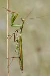 Mantis religiosa