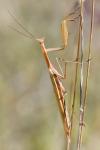 Mantis religiosa