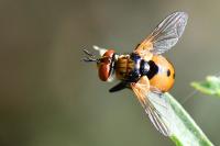 Gymnosoma