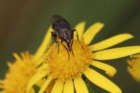 Stomorhina lunata
