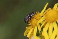 Stomorhina lunata