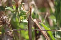 Mantis religiosa