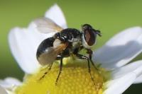 Cistogaster globosa