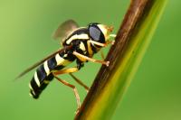 Philhelius citrofasciatus