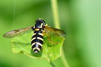 Philhelius citrofasciatus