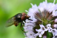 Rhingia campestris