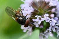 Rhingia campestris
