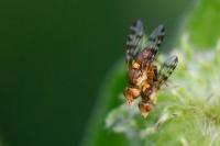 Myopites apicatus