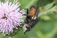 Peleteria rubescens