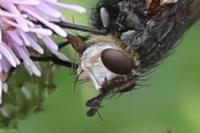 Peleteria rubescens