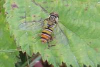 Episyrphus balteatus