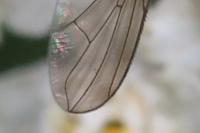 Phania funesta