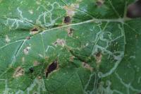 Phytomyza lappae