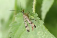 Panorpa communis