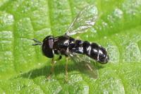 Paragus pecchiolii