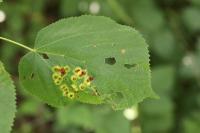 Didymomyia tiliacea