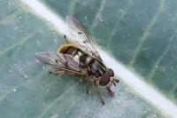 Ferdinandea cuprea