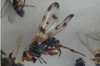 Otites porcus