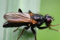Cordilura impudica