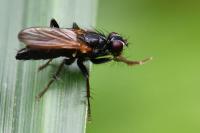 Cordilura impudica