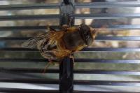 Eristalis pertinax