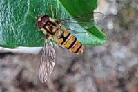 Episyrphus balteatus