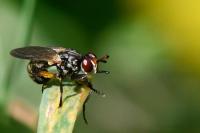 Thecophora atra